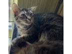 Adopt Penelope a Brown or Chocolate Domestic Mediumhair / Domestic Shorthair /