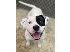 Adopt Buzby a Black American Pit Bull Terrier / Mixed dog in Voorhees