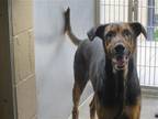 Adopt NEVIN a Black Doberman Pinscher / Mixed dog in Tustin, CA (39062196)