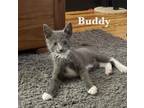 Adopt Buddy (FCID# 06/08/2023-154 Jenkintown PS) a Gray or Blue (Mostly)