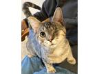 Adopt Ken a Brown Tabby Domestic Shorthair / Mixed (short coat) cat in Herndon