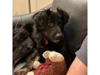 Adopt Joejo a Mixed Breed