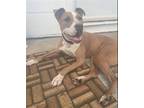 Adopt Abby a Brown/Chocolate - with White Pit Bull Terrier / Mixed dog in St.