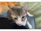 Adopt Bashir a Brown Tabby Domestic Shorthair / Mixed cat in Los Angeles