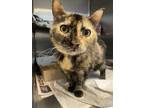 Adopt Tammy a Orange or Red Domestic Shorthair / Domestic Shorthair / Mixed