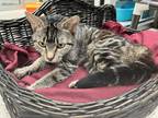 Adopt TAYY a Gray or Blue Domestic Shorthair / Domestic Shorthair / Mixed cat in
