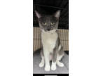 Adopt Lakelyn a Gray or Blue Domestic Shorthair / Domestic Shorthair / Mixed cat