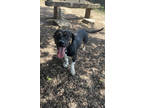 Adopt Jetta- ADOPTED a Black Mixed Breed (Large) / Mixed dog in Chamblee