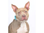 Adopt Silver a Tan/Yellow/Fawn American Pit Bull Terrier / Mixed dog in Tinley