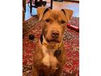 Adopt Baljeet - IN FOSTER a Brown/Chocolate Mixed Breed (Large) / Mixed dog in