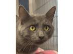 Adopt Walter a Gray or Blue Domestic Mediumhair / Domestic Shorthair / Mixed cat
