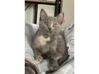 Adopt Latte a Calico or Dilute Calico Domestic Shorthair / Mixed (short coat)
