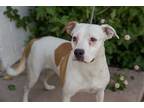 Adopt Rayne a White - with Red, Golden, Orange or Chestnut Australian Cattle Dog