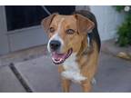 Adopt Flora a Tricolor (Tan/Brown & Black & White) Foxhound / Mixed dog in