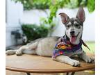Adopt Vivi a Gray/Blue/Silver/Salt & Pepper Siberian Husky / Mixed dog in