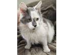 Adopt Bobby a White Domestic Shorthair / Domestic Shorthair / Mixed cat in