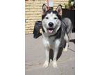 Adopt Duke a Siberian Husky