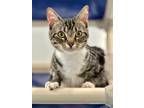 Adopt Malie a Domestic Shorthair / Mixed (short coat) cat in Cumberland