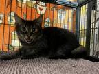Adopt 2308-0145 Curry a Domestic Shorthair / Mixed (short coat) cat in Virginia