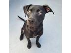 Adopt Doc a Black Labrador Retriever / Hound (Unknown Type) / Mixed dog in