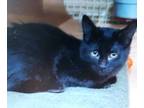 Adopt Kinda a All Black Domestic Mediumhair / Domestic Shorthair / Mixed cat in