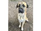Adopt BUSTER a Tan/Yellow/Fawn Mixed Breed (Medium) / Mixed dog in Fernandina