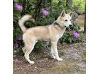 Adopt Cosmo a German Shepherd Dog, Mixed Breed