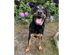 Adopt Obie a Rottweiler, Mixed Breed