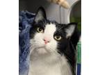 Adopt Noodle a All Black Domestic Shorthair / Domestic Shorthair / Mixed cat in