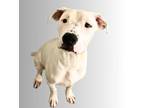 Adopt Bruno a White American Pit Bull Terrier / Mixed dog in Bartlesville