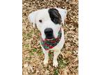 Adopt Octavia a White American Pit Bull Terrier / Mixed dog in Bartlesville