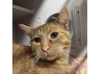 Adopt Cheese a Orange or Red Domestic Shorthair / Domestic Shorthair / Mixed cat