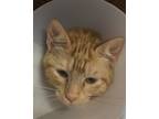 Adopt Beacon a Orange or Red Domestic Shorthair / Domestic Shorthair / Mixed cat