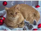 Adopt Zarem a Orange or Red Domestic Shorthair / Domestic Shorthair / Mixed cat