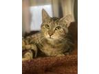 Adopt Harriet a Brown Tabby Domestic Shorthair (short coat) cat in Peace Dale