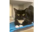 Adopt Emily a Black & White or Tuxedo Domestic Shorthair (short coat) cat in