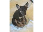 Adopt ARLO - sweet natured 12 wk pup a Black - with Tan, Yellow or Fawn German