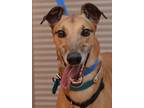 Adopt Bang a Red/Golden/Orange/Chestnut Greyhound / Mixed dog in Minneapolis