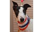 Adopt Bronco a Greyhound / Mixed dog in Minneapolis, MN (39035634)