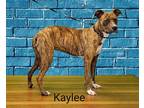 Adopt Kaylee a Brown/Chocolate Mixed Breed (Medium) / Mixed dog in Pickens