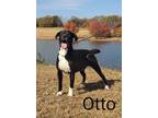Adopt Otto a Black Labrador Retriever / Mixed dog in Pickens, SC (38948418)