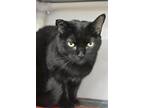 Adopt Toucan a All Black Domestic Shorthair / Domestic Shorthair / Mixed cat in