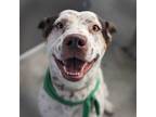 Adopt Klondike (mcas) a Pit Bull Terrier / Australian Cattle Dog / Mixed dog in