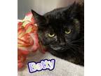 Adopt Betty a All Black Domestic Mediumhair / Domestic Shorthair / Mixed cat in