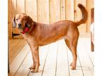 Adopt Lacy a Red/Golden/Orange/Chestnut Redbone Coonhound / Terrier (Unknown