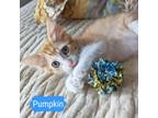 Adopt Pumpkin a Orange or Red Domestic Shorthair / Mixed cat in Flower Mound