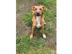 Adopt Ben a Brown/Chocolate Mixed Breed (Medium) / Mixed dog in Peace Dale