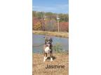 Adopt Jasmine a Brown/Chocolate Mixed Breed (Large) / Mixed dog in Pickens