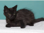 Adopt Zen a All Black Domestic Shorthair / Domestic Shorthair / Mixed cat in