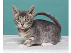 Adopt Mylah a Gray or Blue Domestic Shorthair / Domestic Shorthair / Mixed cat